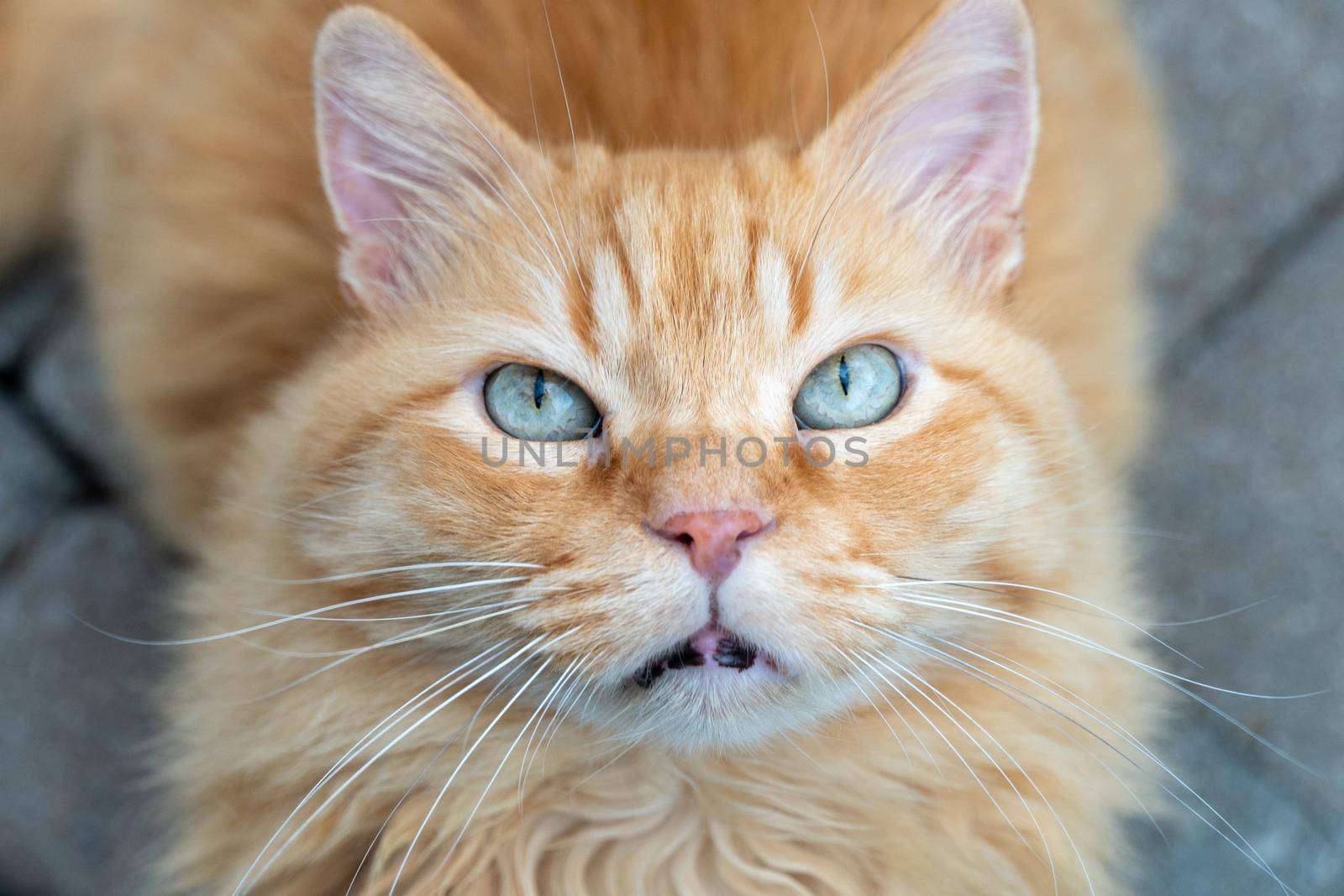 Close-up portrait of a beautiful red cat with blue eyes
