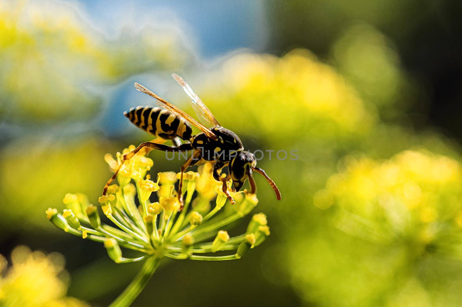 Wasp gathering nectar on a dill flower