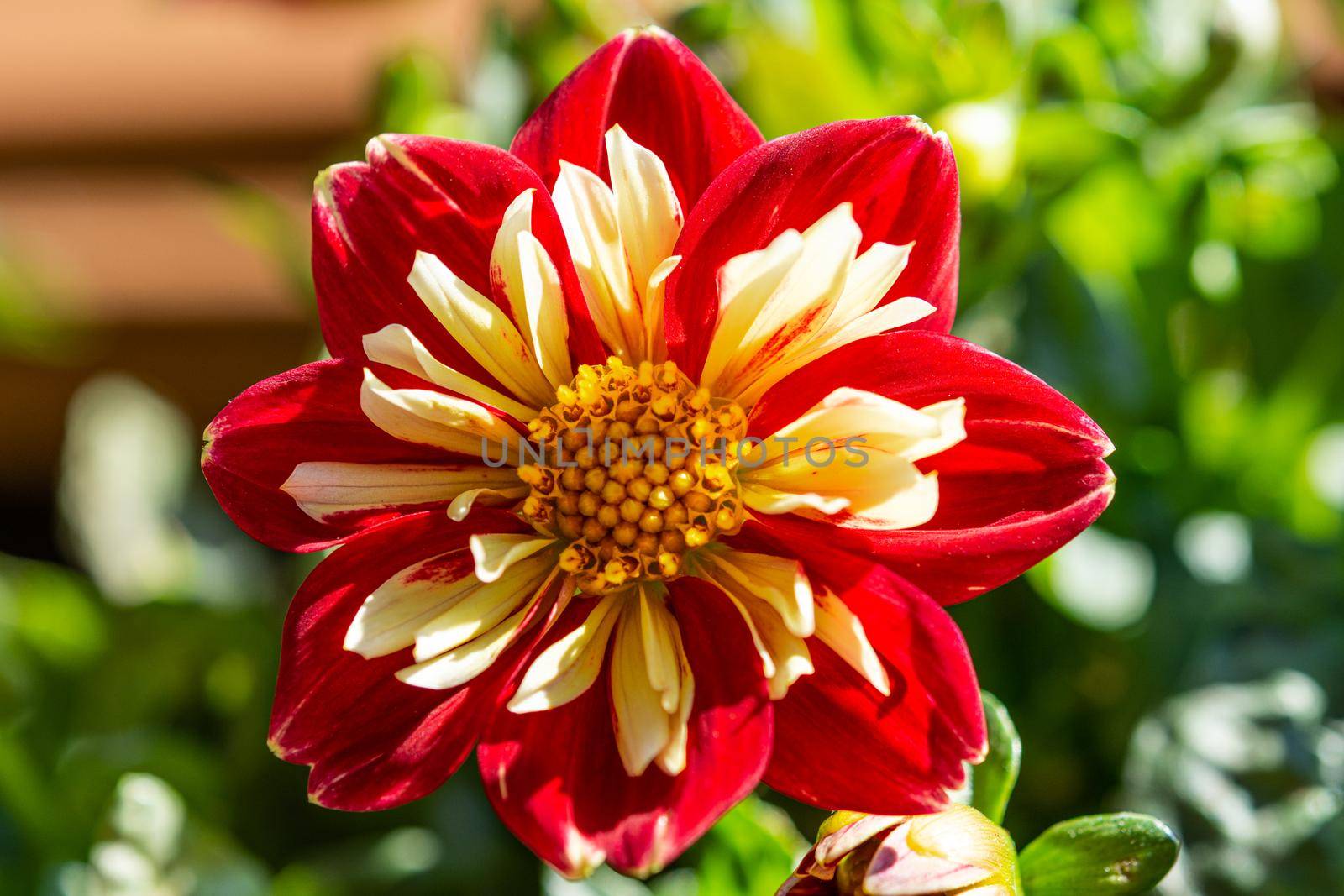 Beautiful dahlia flower closeup against a green background