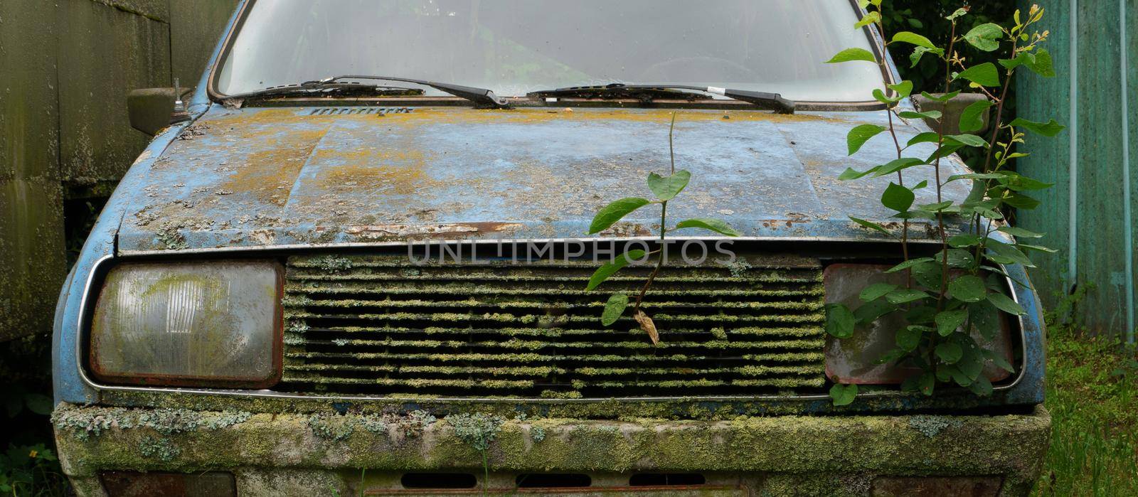 Plants that grow from the bumper of an abandoned car. An old rusty abandoned car outdoors. broken car close-up