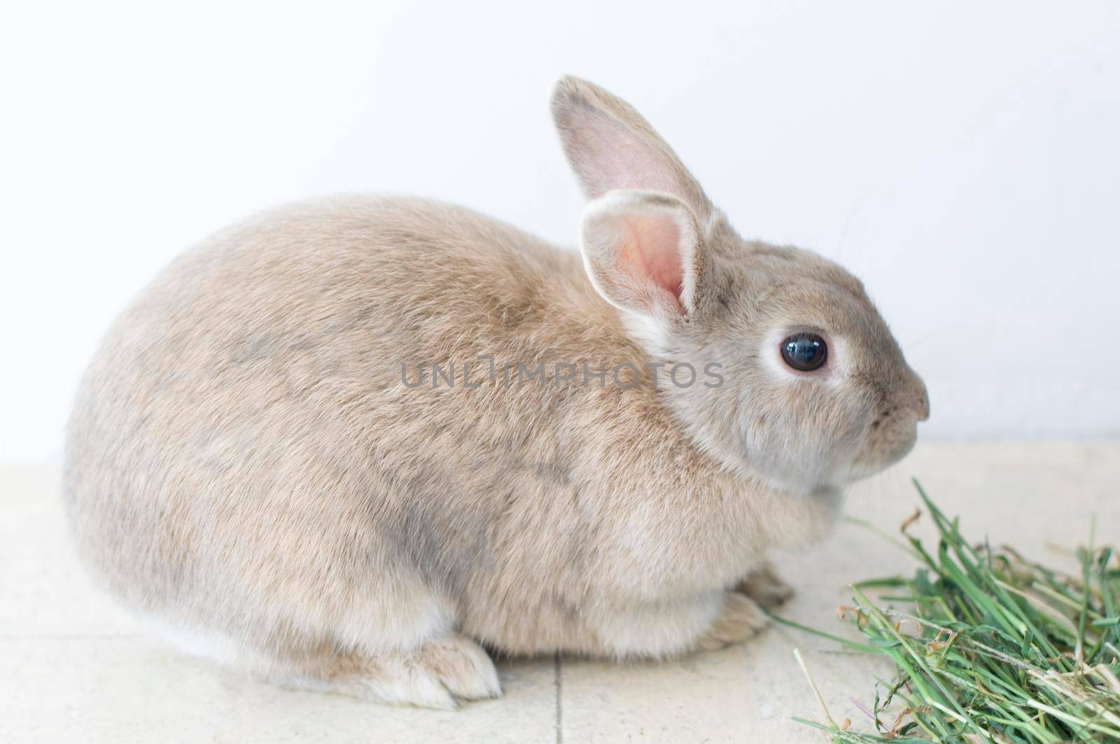 portrait of a fluffy beige rabbit eating grass, pet, cute animal, easter bunny, symbol. High quality photo