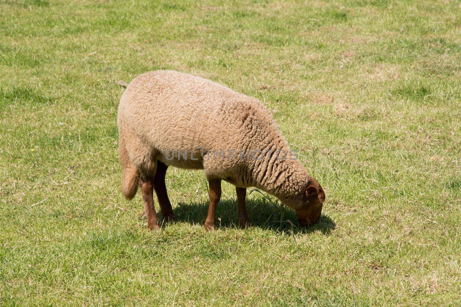 brown sheep graze on an open green meadow in a farming area, rural life, by KaterinaDalemans