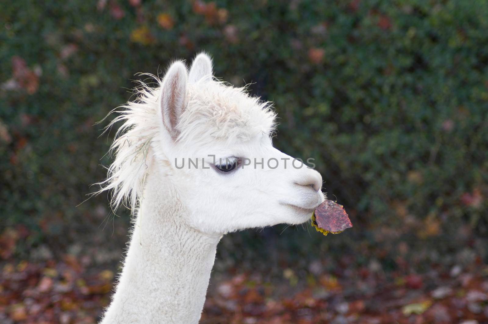 portrait of a white llama with a tousled mane holding an aspen leaf in his mouth, autumn leaf fall. High quality photo