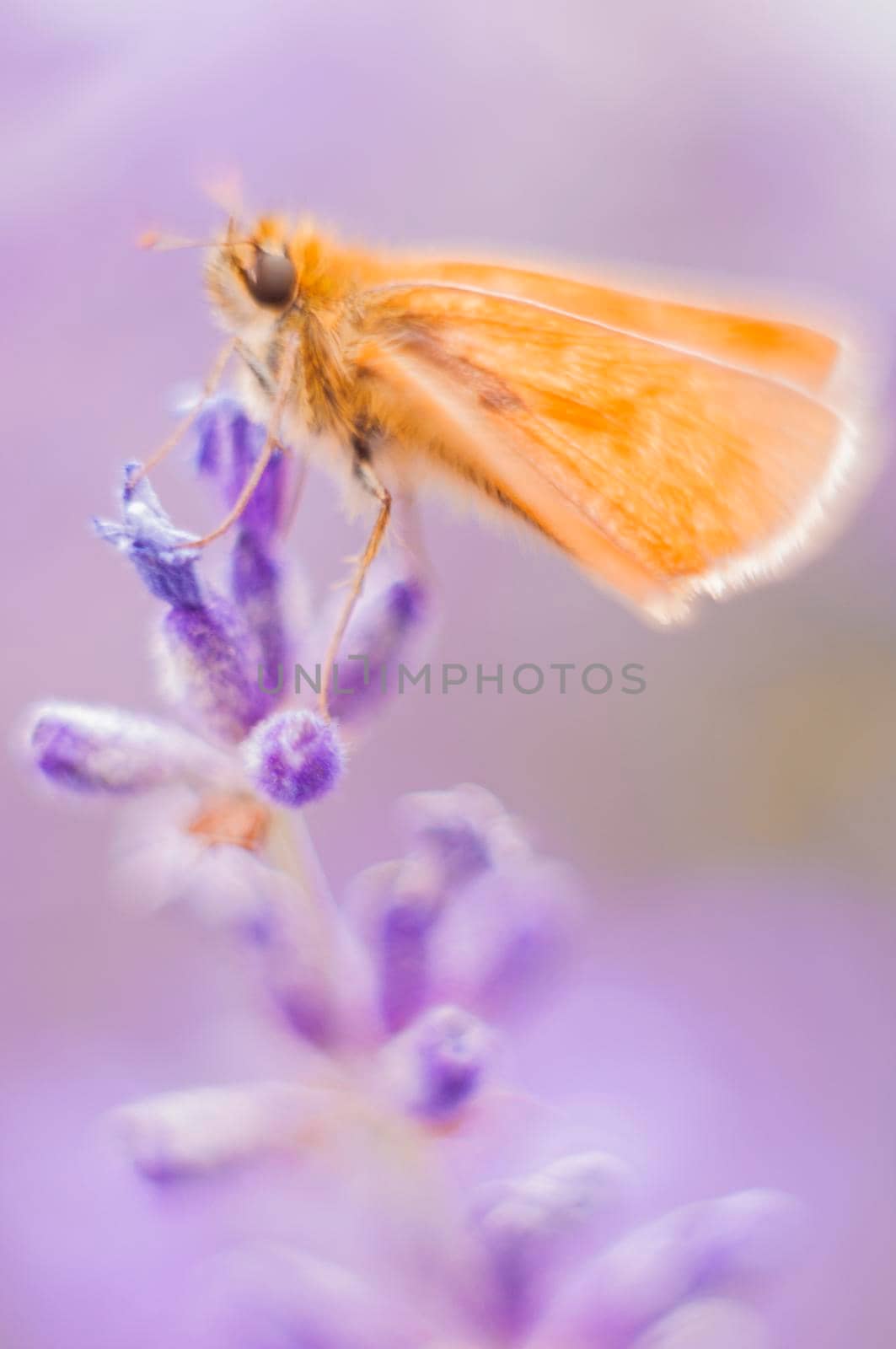orange moth on purple lavender flower, macro photography natural background by KaterinaDalemans