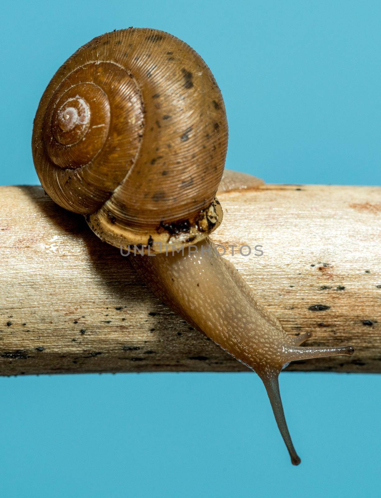 Studio shot of a pet garden snail and shell climbing up a wooden branch and set against blue background