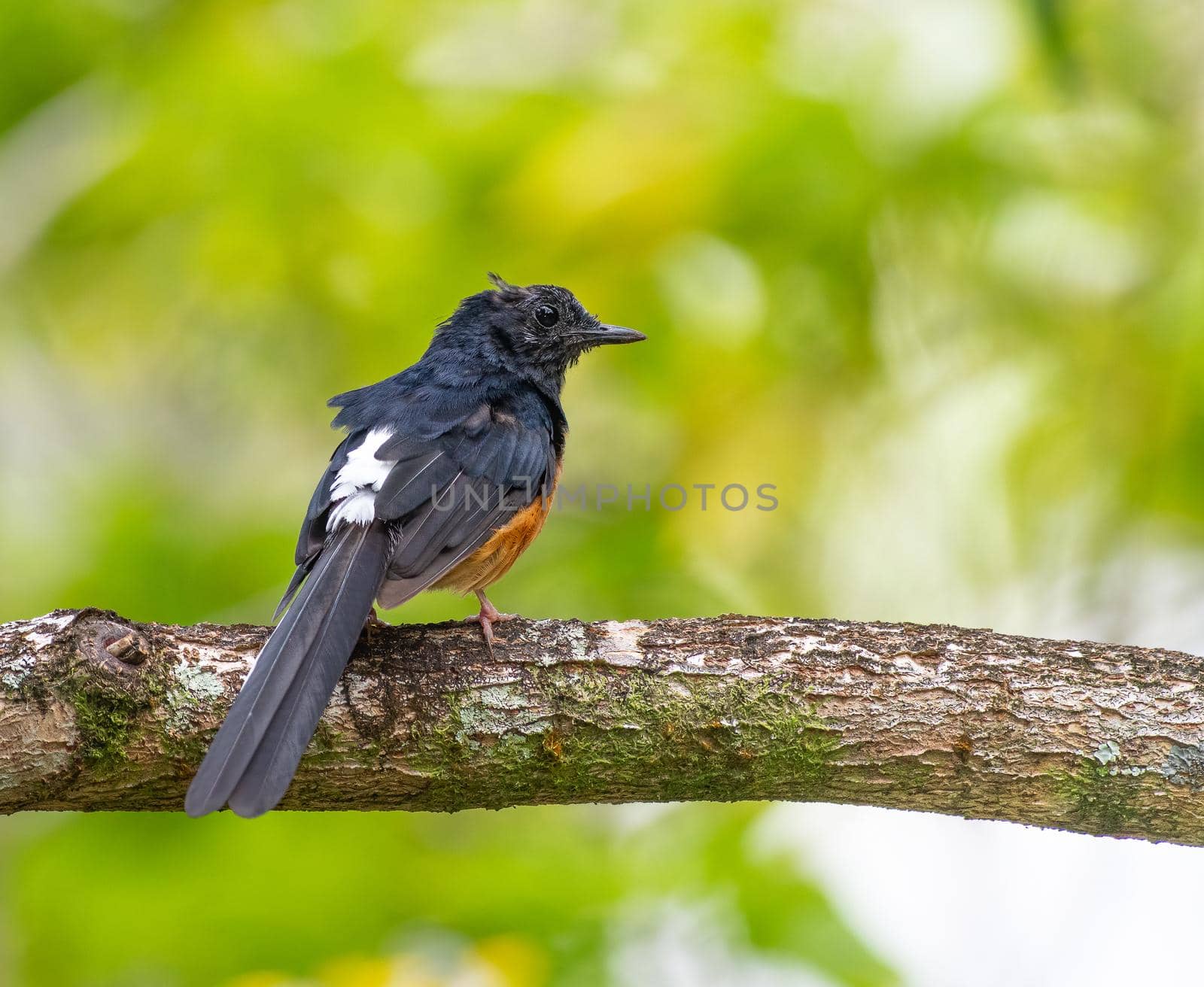 White rumped shama, an introduced species perched on a tree in Hawaii