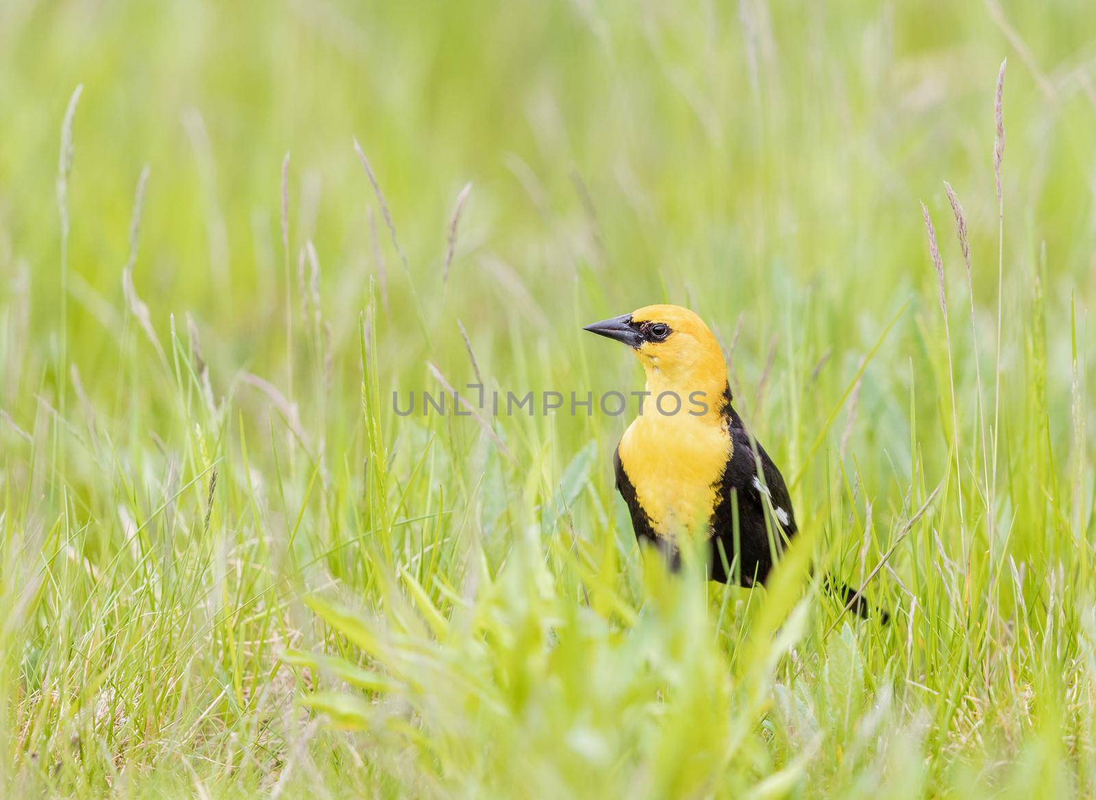 Yellow headed blackbird male in the grass in Ohio