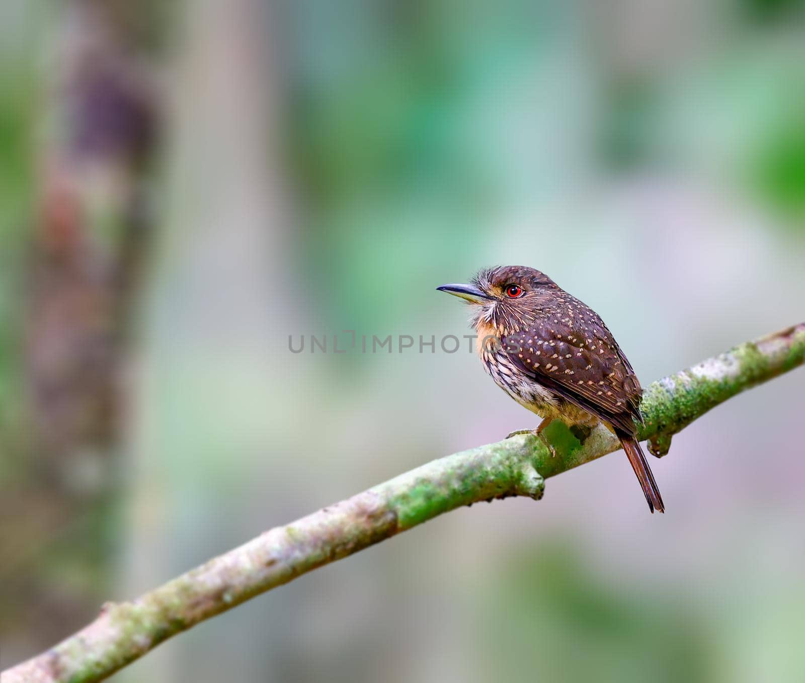 White whiskered puffbird in the thick forests of Panama