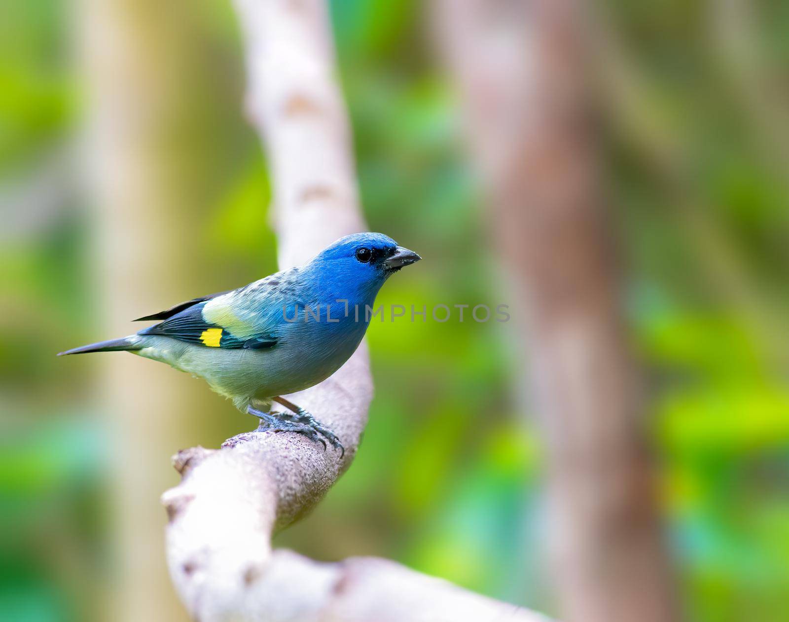 Yellow Winged Tanager perched on a tree in Gautemala