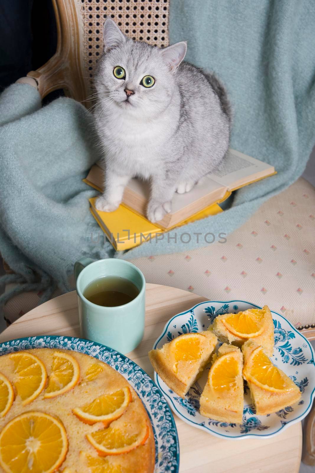 gray kitten sits in an armchair with a orange pie and books, cozy vibes, by KaterinaDalemans