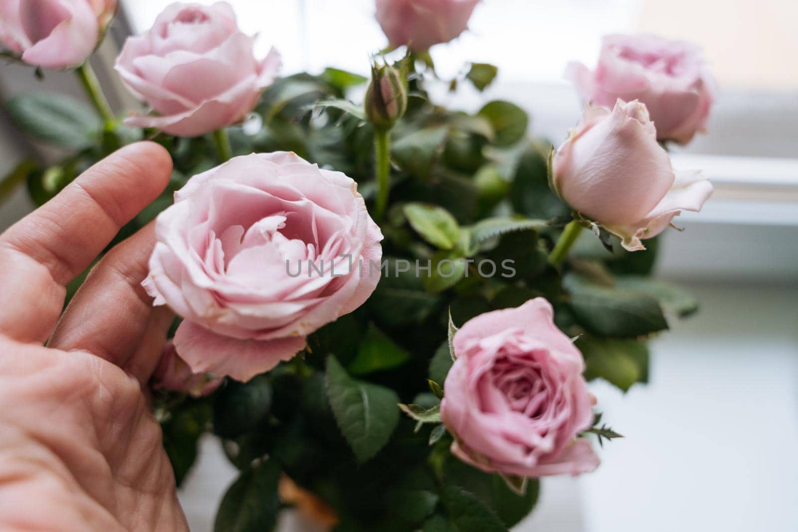 Close-up of a bouquet of pink flowers in female hands on a white background. High quality photo