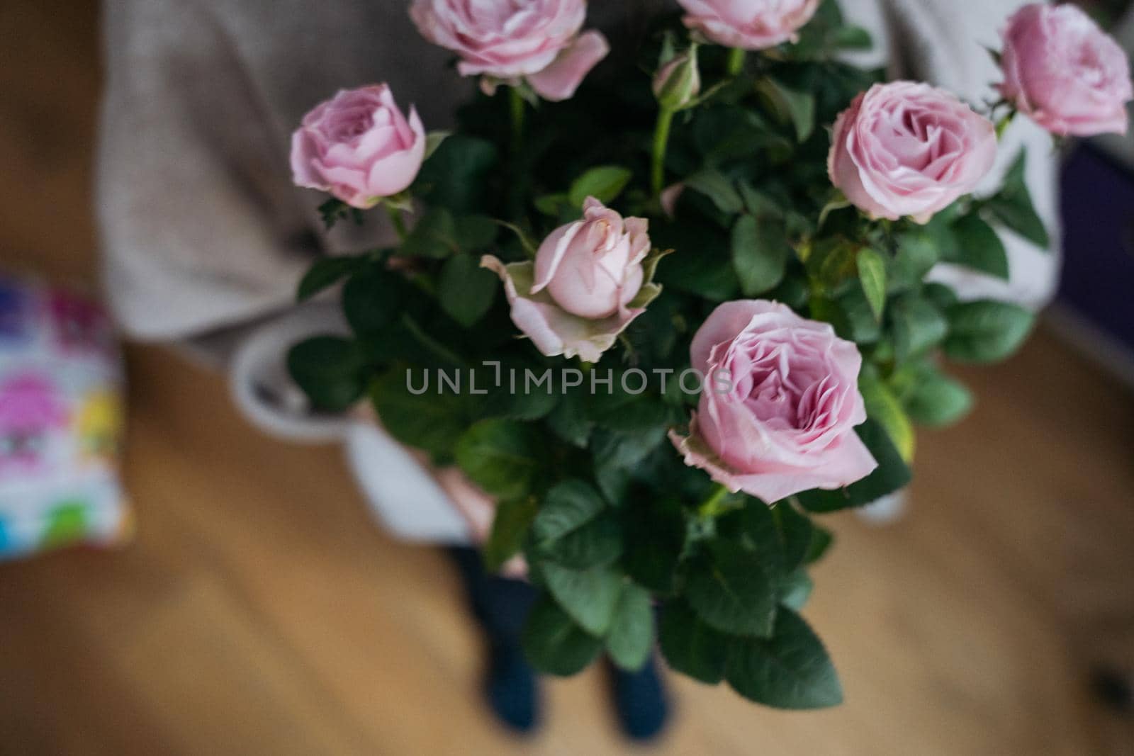 High view of a young woman wearing a beige jumper and holding a flower pot with pink rose bush. High quality photo