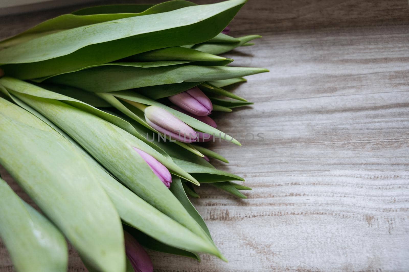 bunch of tulips laying on a wooden background. Copyspace. High quality photo