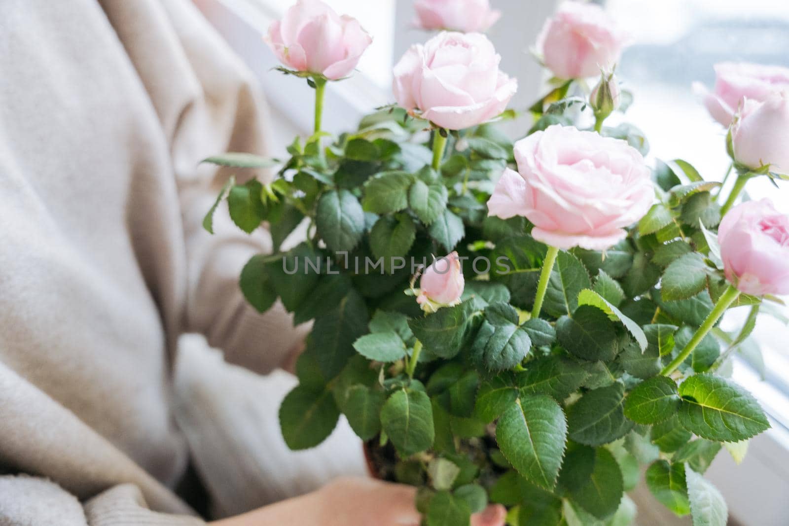 Close-up of a bouquet of pink flowers in female hands with a beige background. High quality photo