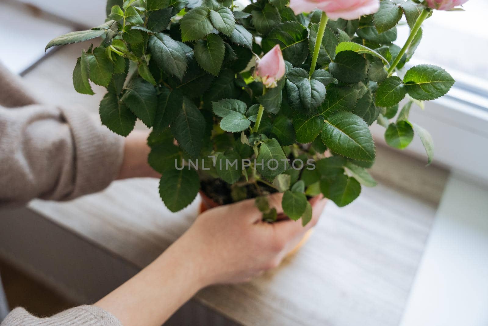 Close-up of a bouquet of pink flowers in female hands on a white background. High quality photo