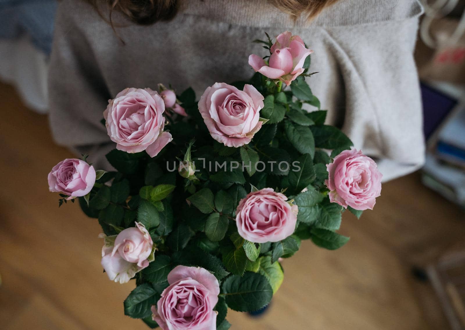 High view of a young woman wearing a beige jumper and holding a flower pot with pink rose bush. High quality photo
