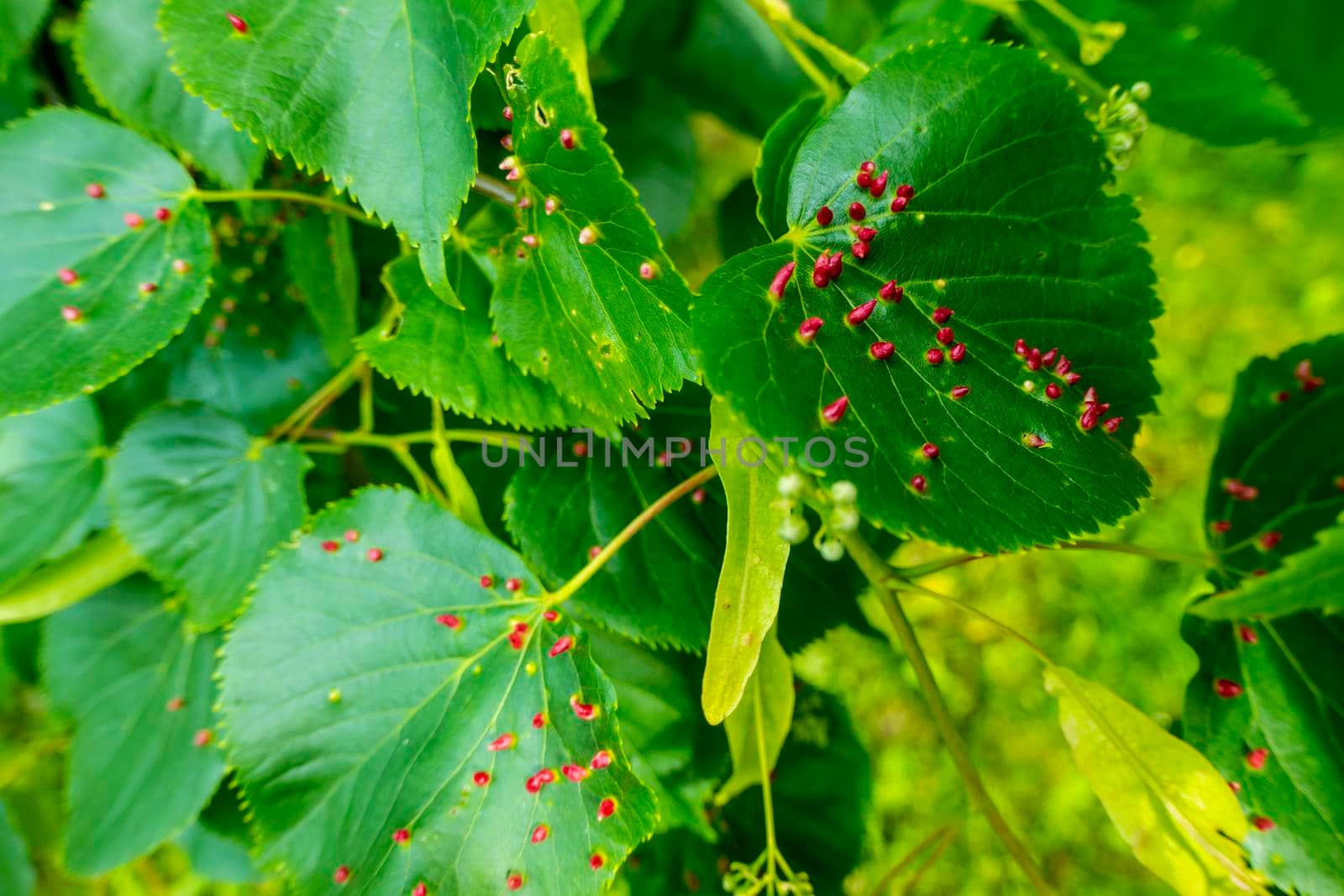 Linden leaves with the lime gall mite, Eriophyes tiliae. Closeup photograph of a linden leaf affected by Eriophyes tiliae galls. High quality photo