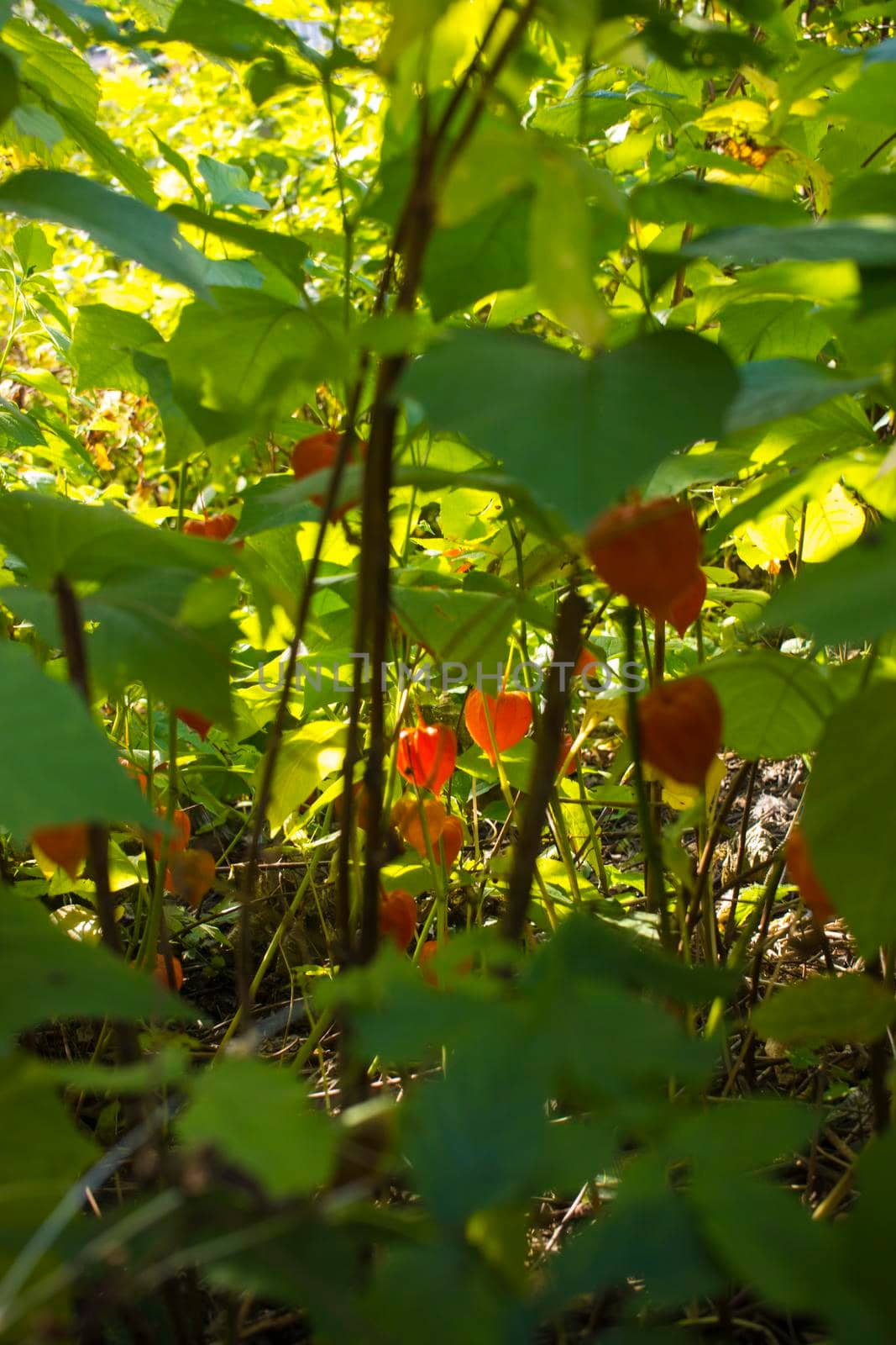 Physalis alkekengi - orange lanterns of physalis alkekengi among green leaves. High quality photo
