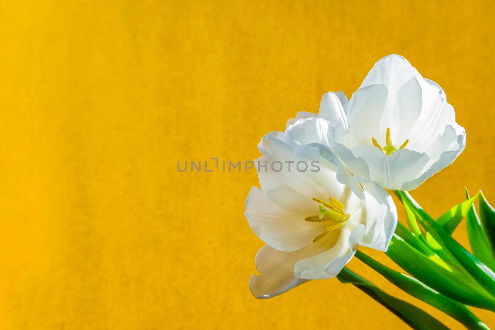 spring greeting card with flowers: white tulips on a orange or yellow background. The concept of spring, tenderness, femininity. banner with copy space