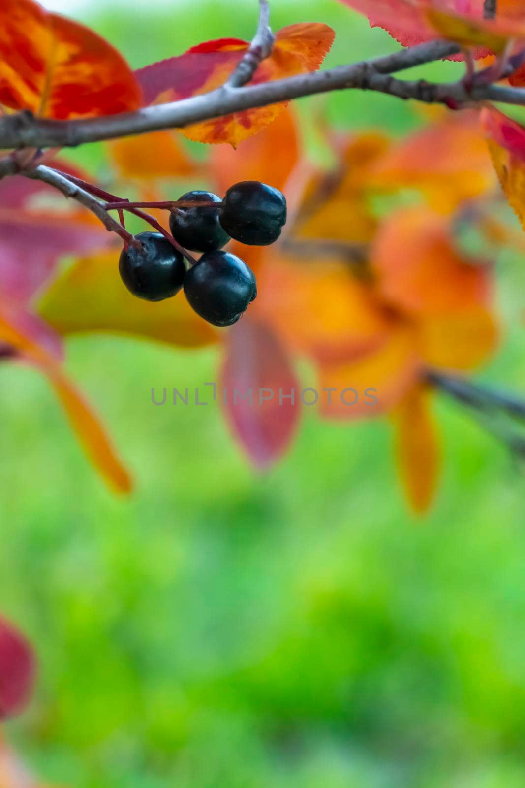 bright autumn background leaves and fruits of chokeberry Bush. High quality photo