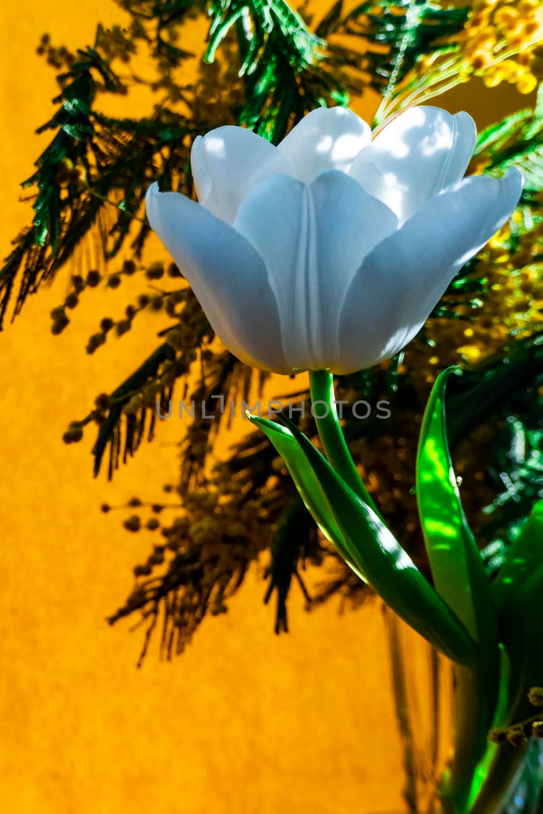 spring greeting card with flowers: white tulips and mimosa on a orange or yellow background. The concept of sunny spring, tenderness, femininity.