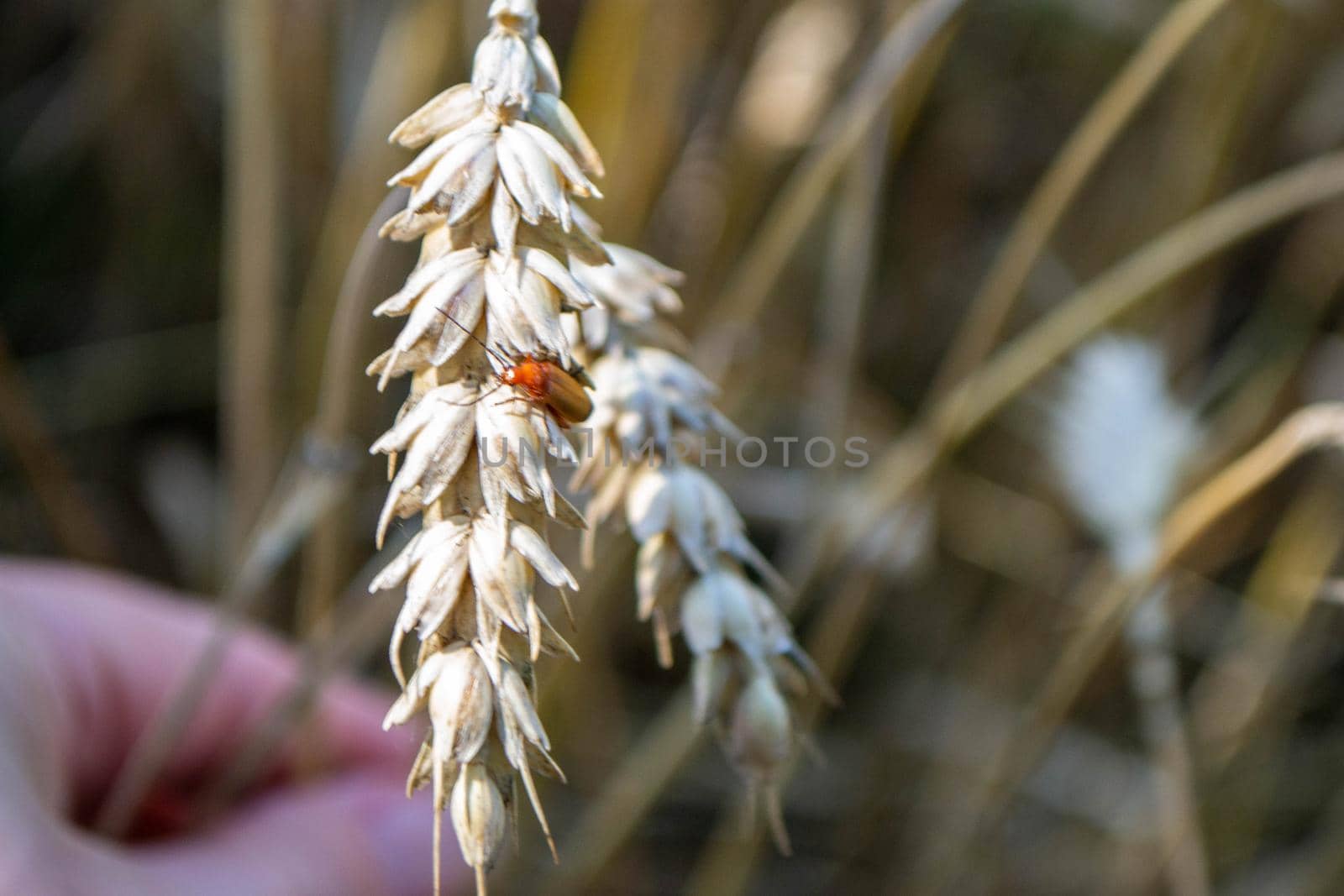 Wheat field. Ears of golden wheat close up. Beautiful Nature Sunset Landscape. Rural Scenery under Shining Sunlight. Background of ripening ears of wheat field. Rich harvest Concept High quality photo