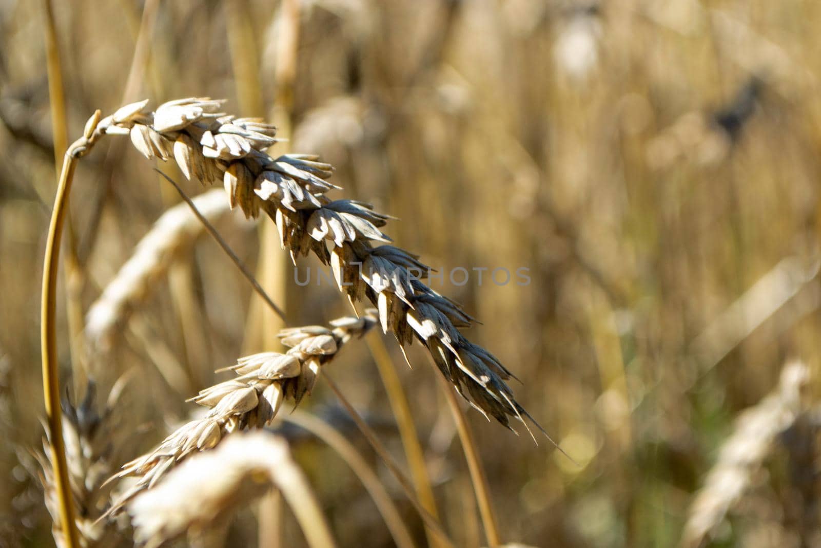 Wheat field. Ears of golden wheat close up. Beautiful Nature Sunset Landscape. Rural Scenery under Shining Sunlight. Background of ripening ears of wheat field. Rich harvest Concept High quality photo