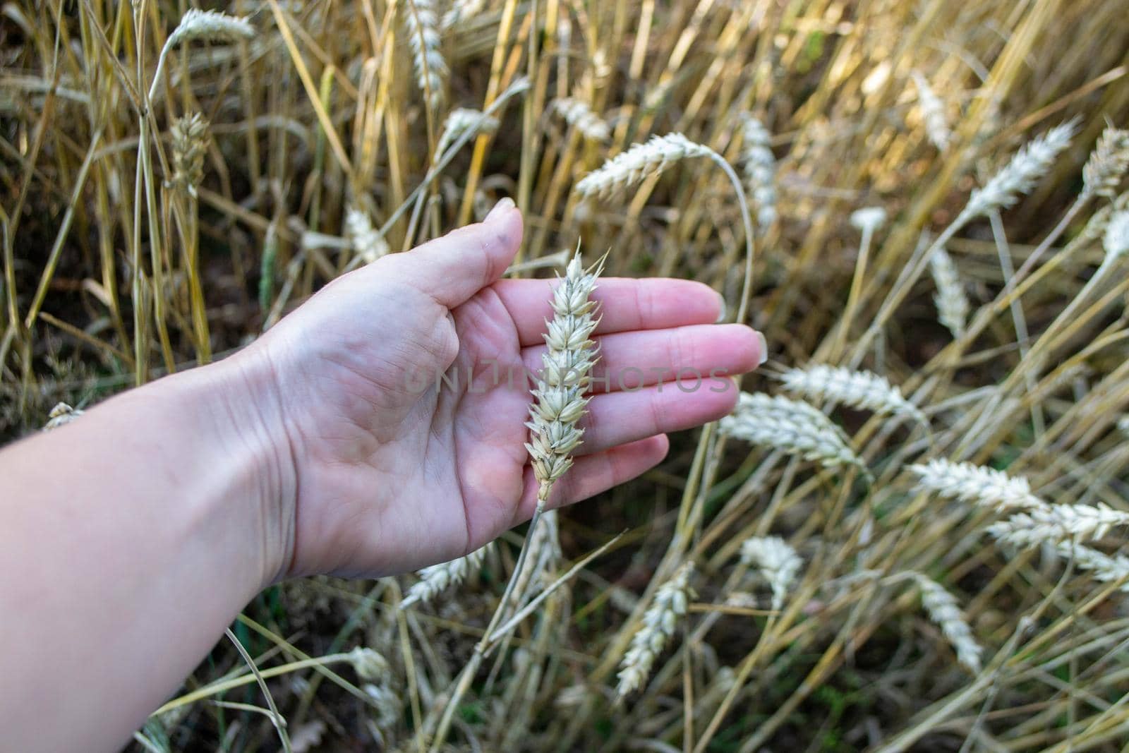 Wheat field. Ears of golden wheat close up. Beautiful Nature Sunset Landscape. Rural Scenery under Shining Sunlight. Background of ripening ears of wheat field. Rich harvest Concept High quality photo