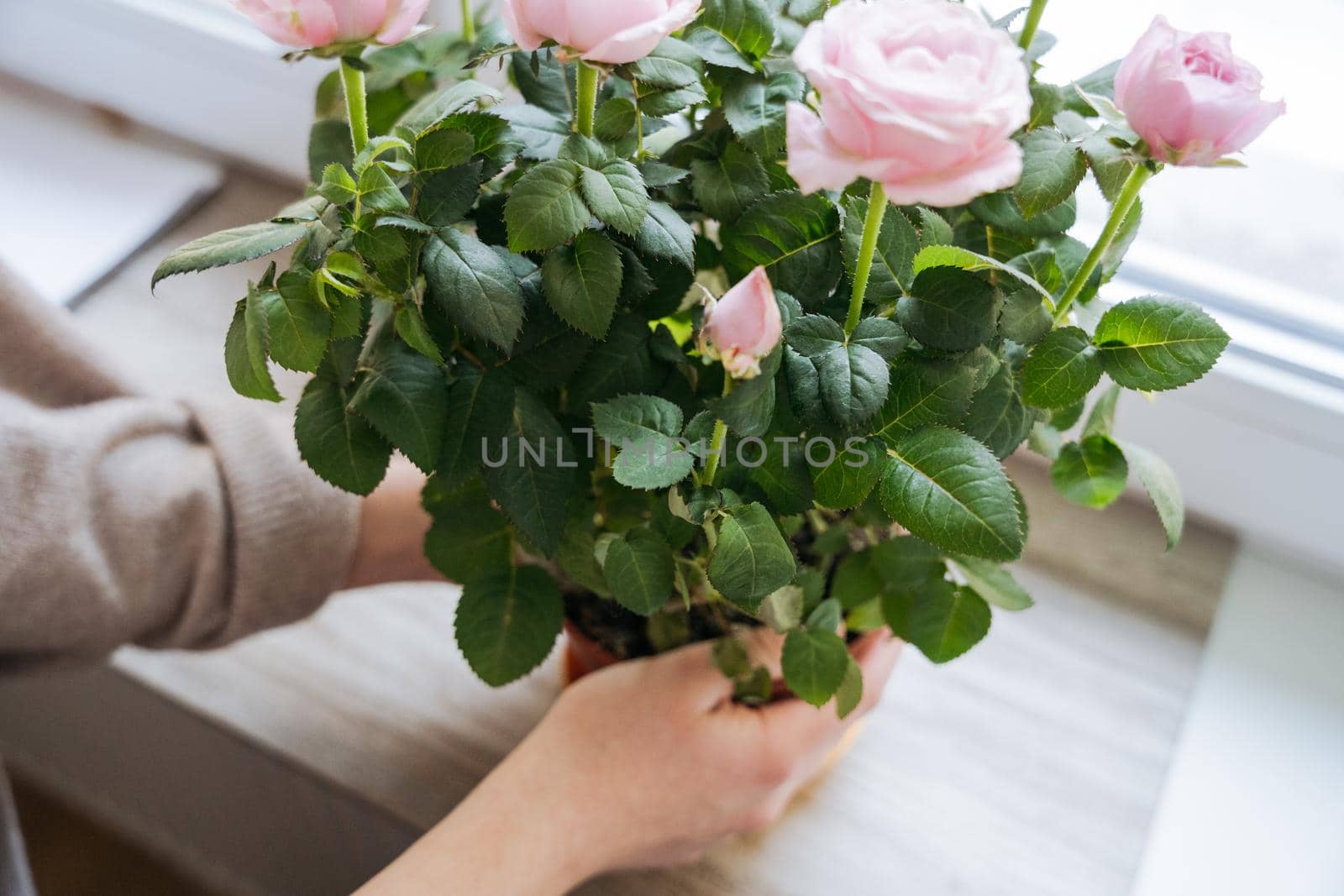 Close-up of a bouquet of pink flowers in female hands on a white background. High quality photo