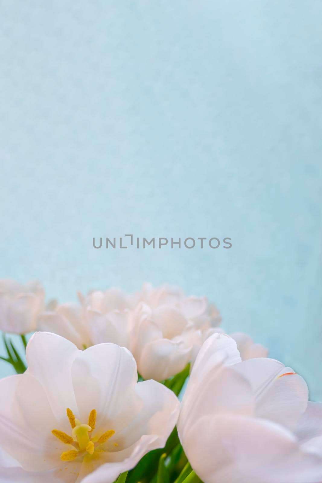 white tulip on a blue background by kajasja