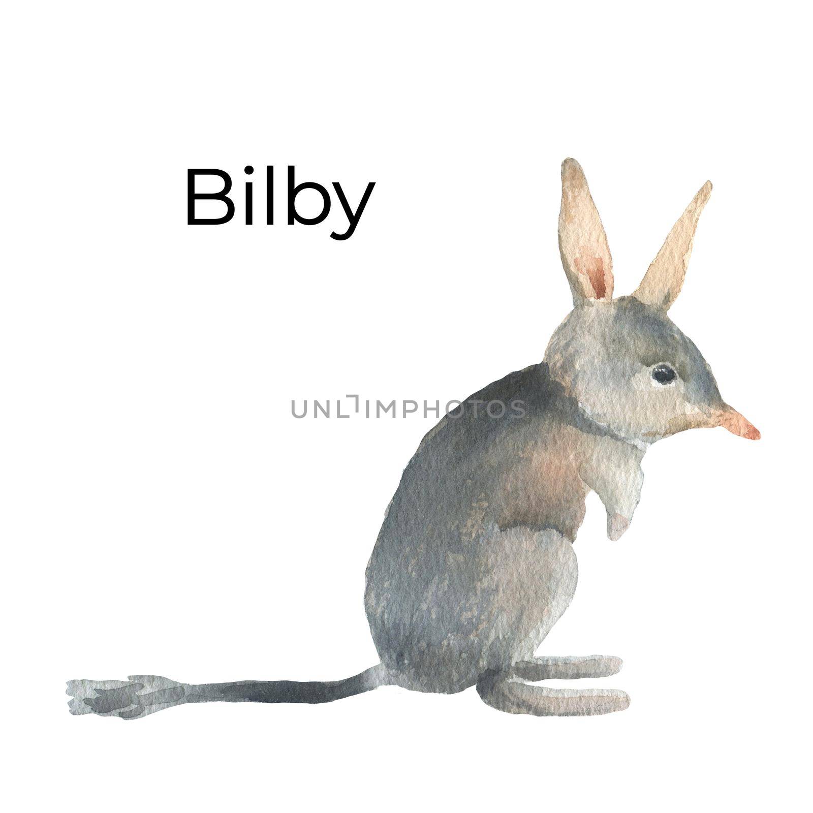 Australian animal watercolor illustration isolated on white background. Cute hand drawn bilby. Australia Day