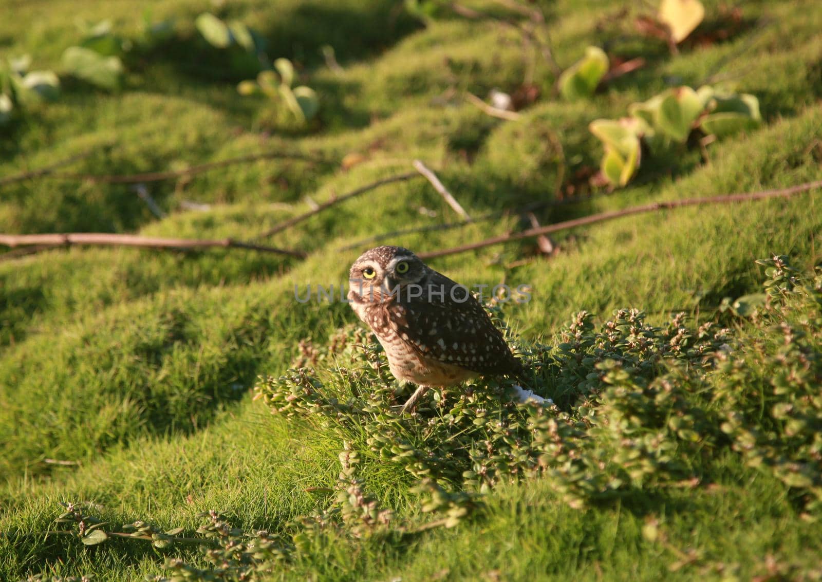 salvador, bahia, brazil - july 19, 2022: owl bird vesta in a grass area in the city of Salvador
