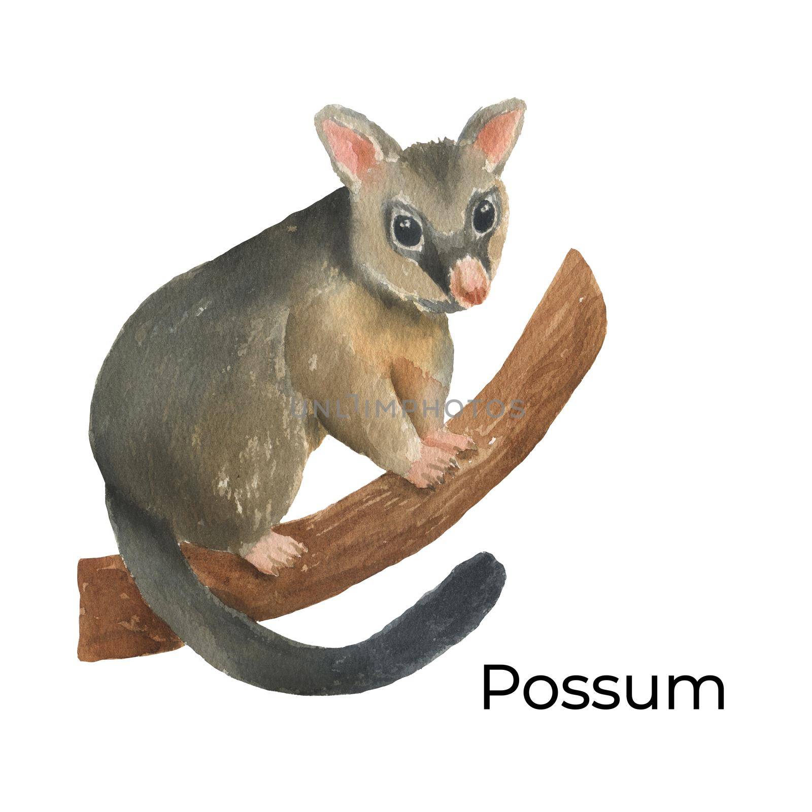 Australian animal watercolor illustration isolated on white background. Cute hand drawn possum. Australia Day