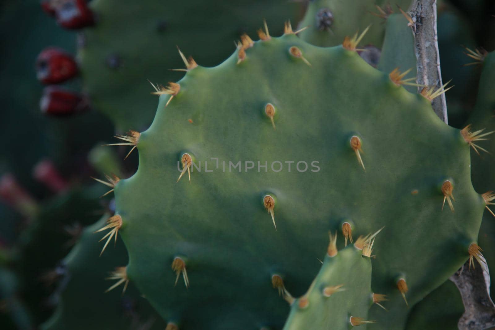 salvador, bahia, brazil - july 19, 2022: cactus leaf with thorn seen in Salvador city.