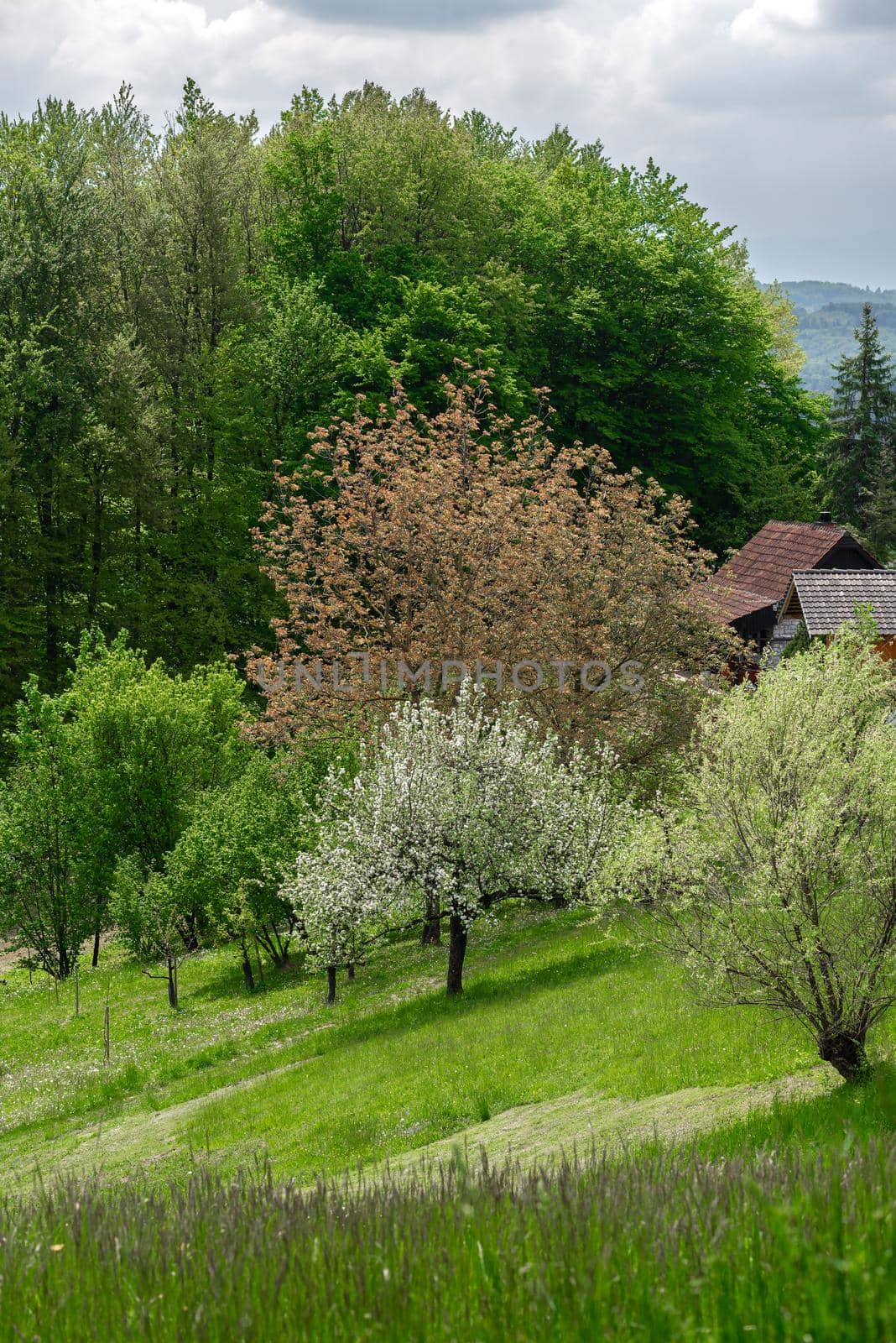 Green meadow and trees in lower parts of Slovenian Alps, landscape photo