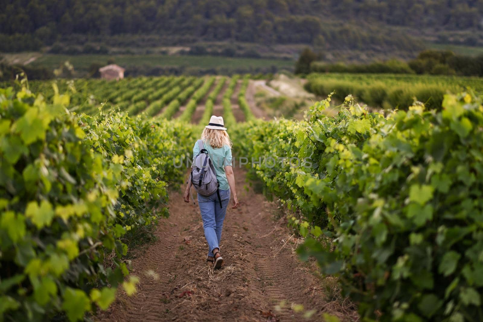 Blonde woman in a hat walks among the grapes on the vineyard at Provence France