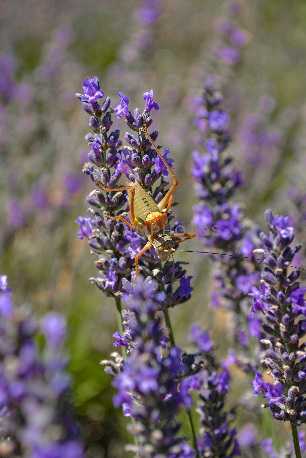 A locust on a lavender flower. Provence.