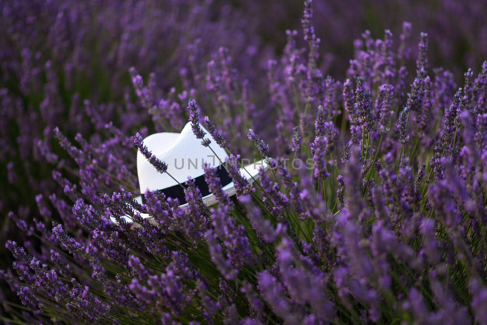White hat in a lavender field at a Provence