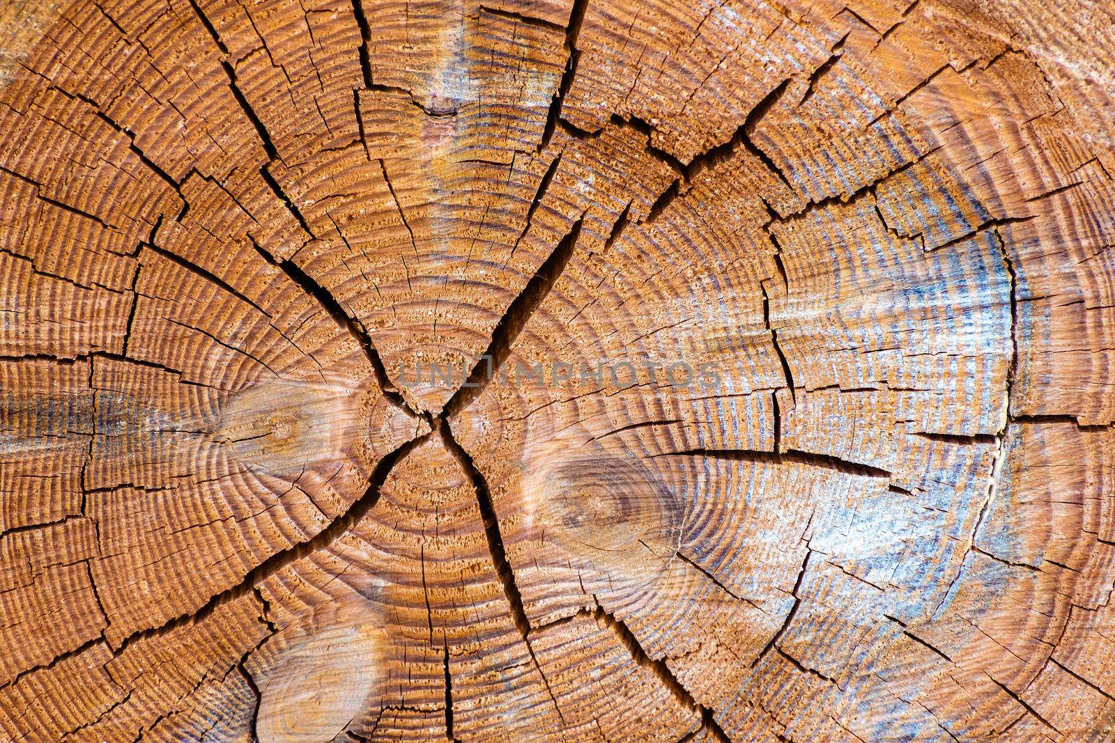 Detail cut through the trunk with cracks and pronounced tree rings by rostik924