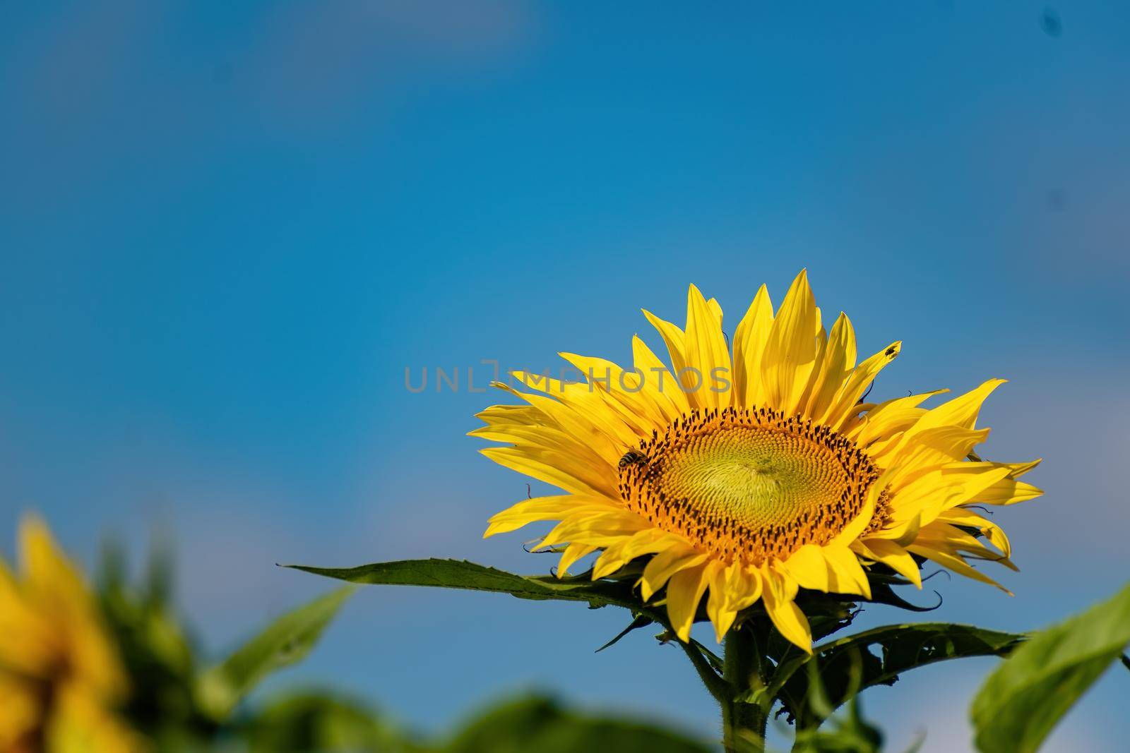 Texture, background for further work. one beautiful sunflower flower, against the blue sky