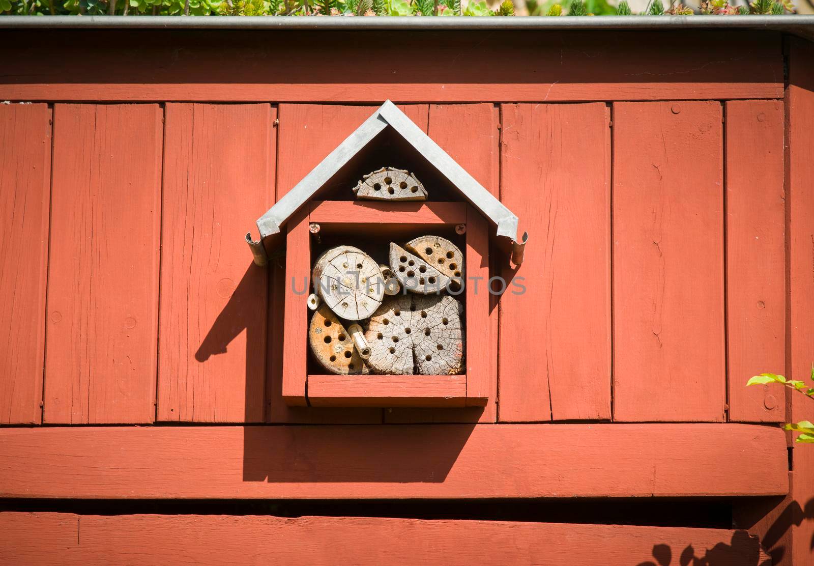 Insect house on the wood red wall
