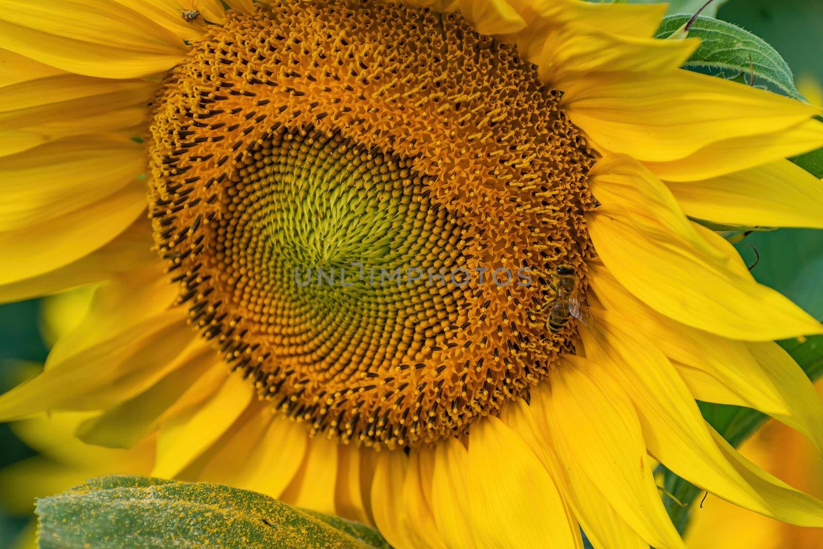 Texture, background for further work. Detail of a sunflower flower with a bee