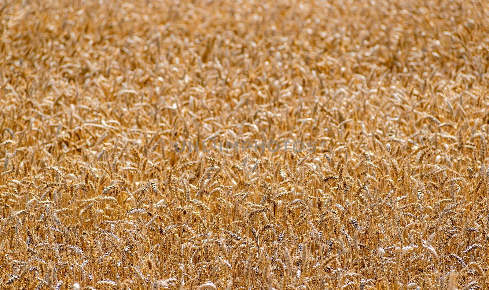 Texture, background for further work. Field of ripe grain pros tick into the distance blurred