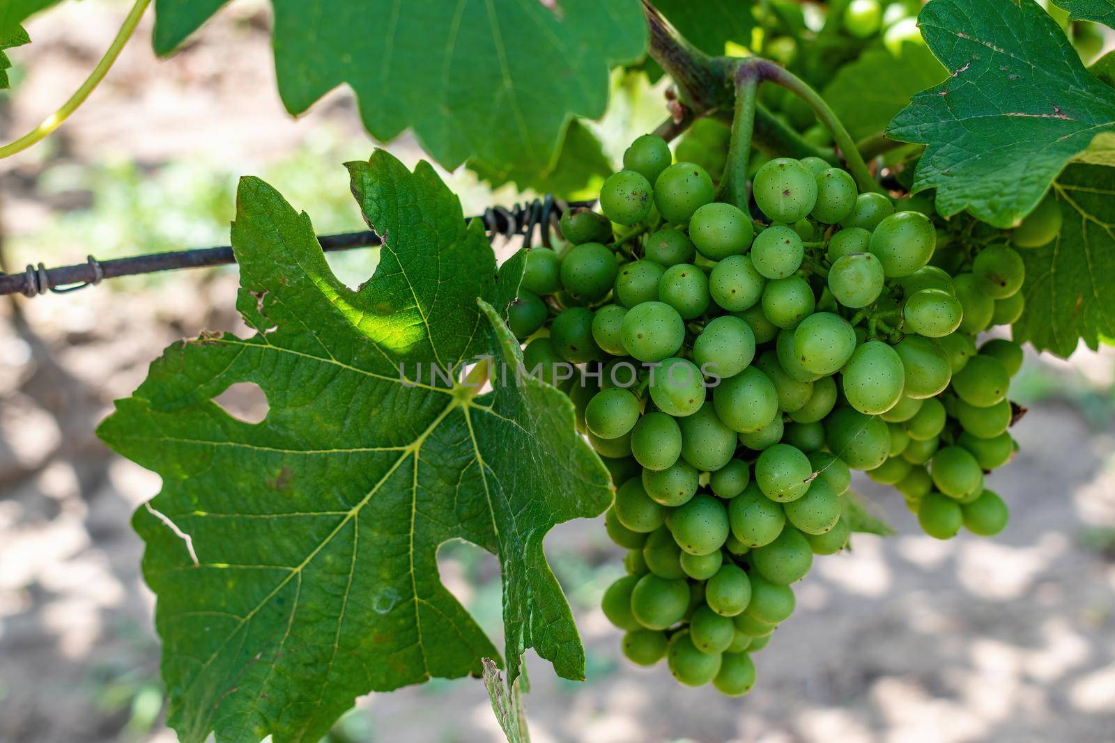 Grape and wine leaves against the background of a gray wall Texture, background for further work.