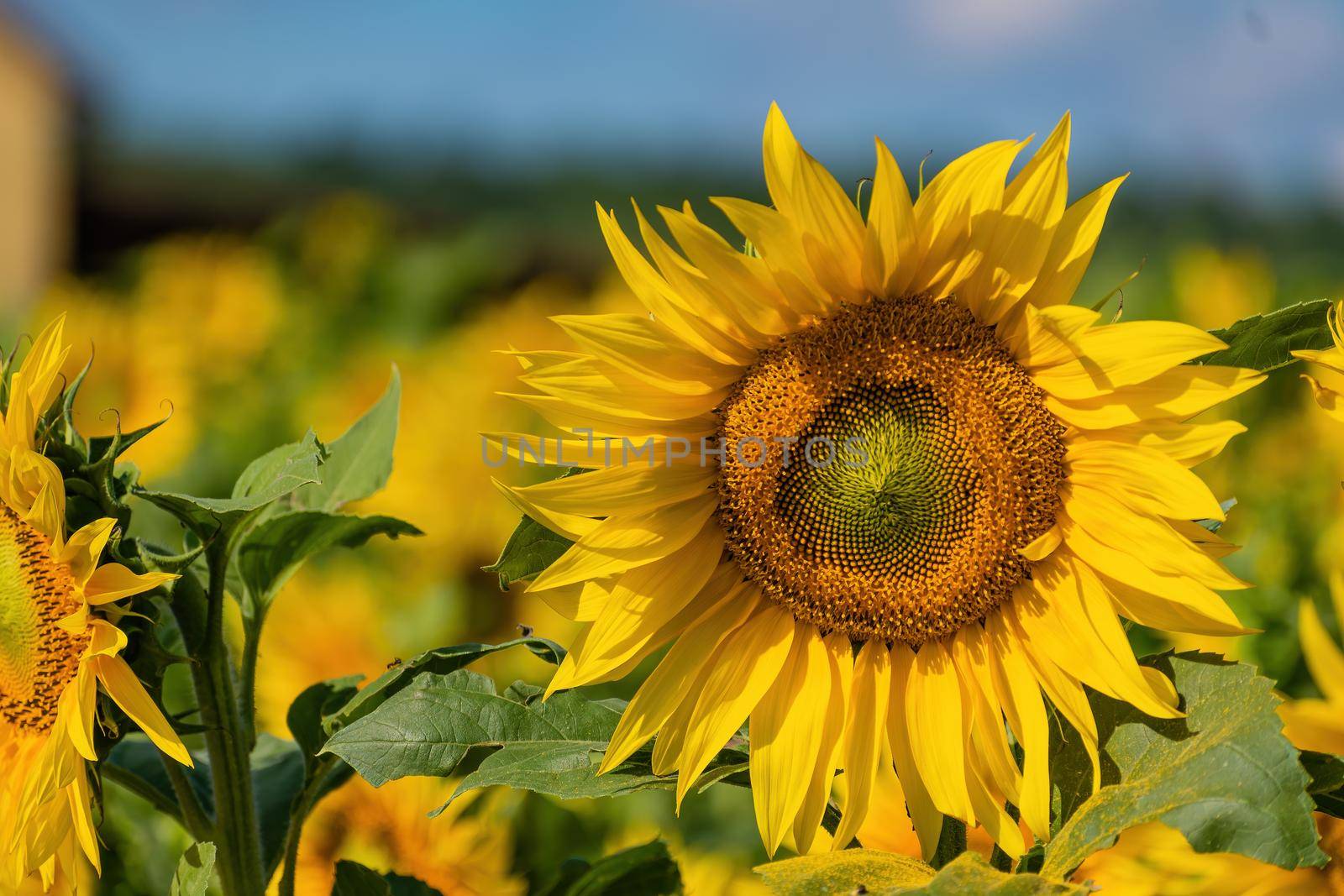 Texture, background for further work. Flower of blooming sunflower, against the background of a moderate sky