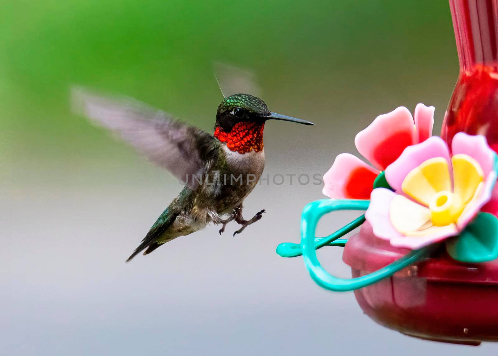 Male ruby-throated hummingbird prepares to land on a nectar feeder.