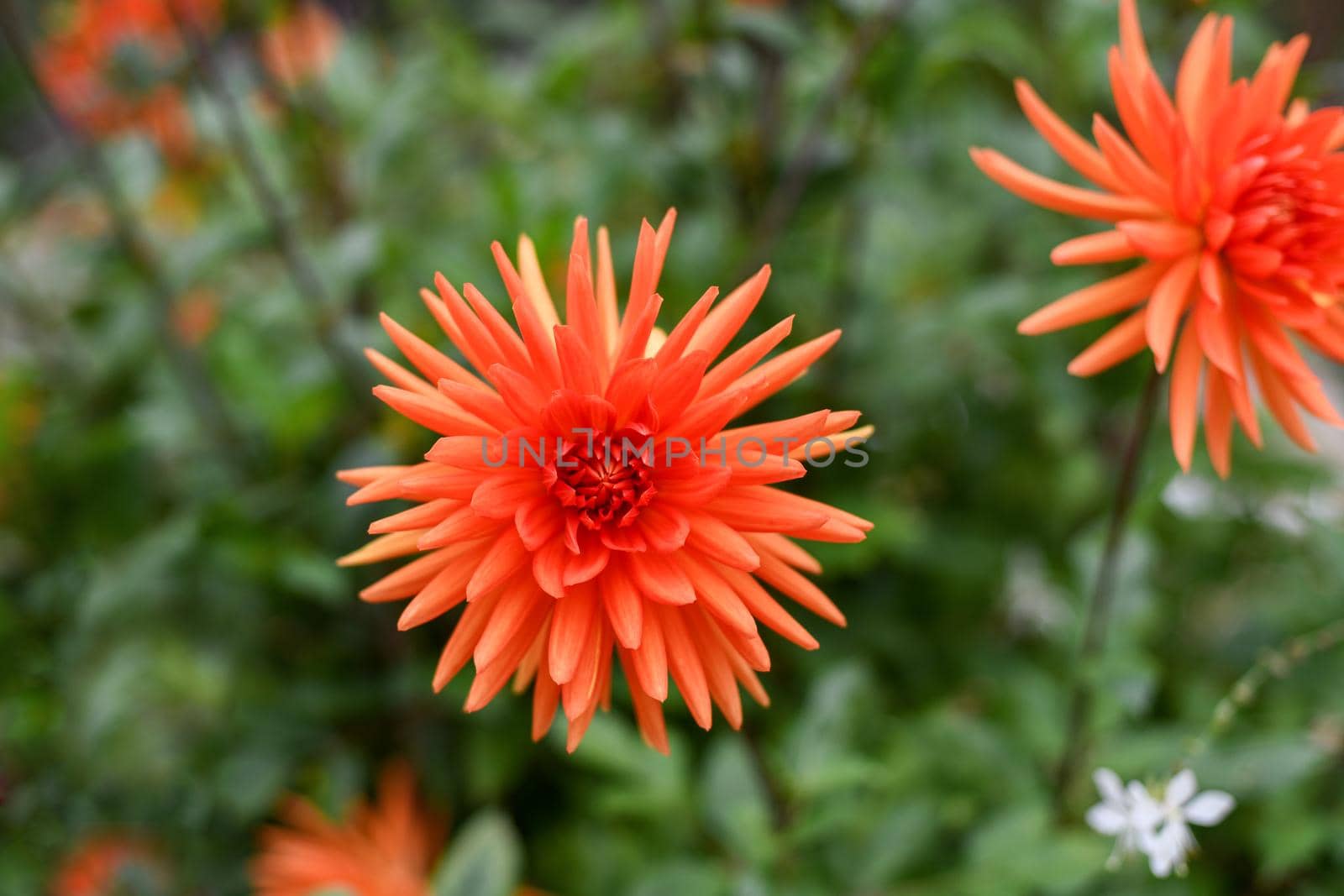 Orange aster on a green background macro