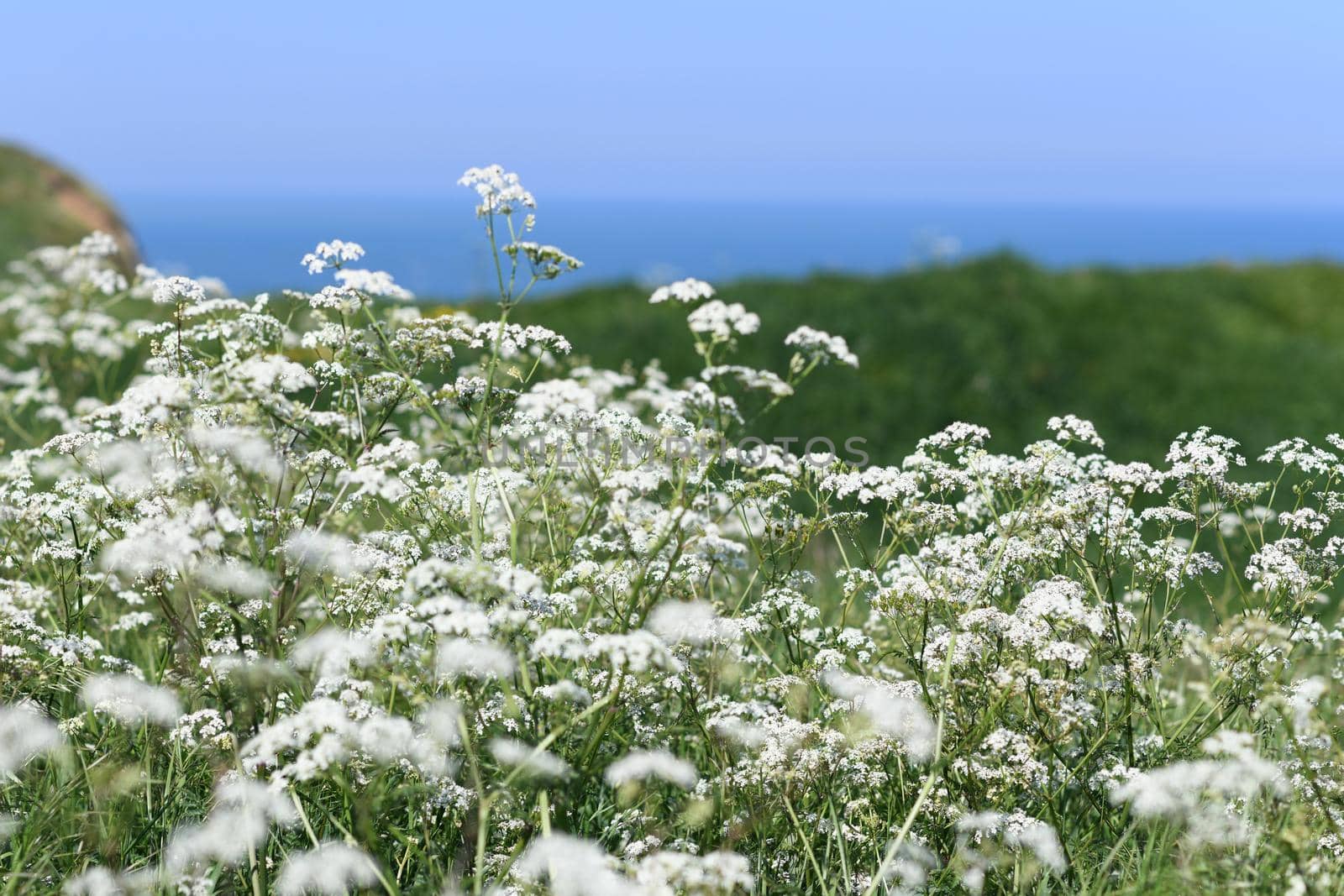 Seseli libanotis plant on chalk cliffs on the coast of the Atlantic ocean