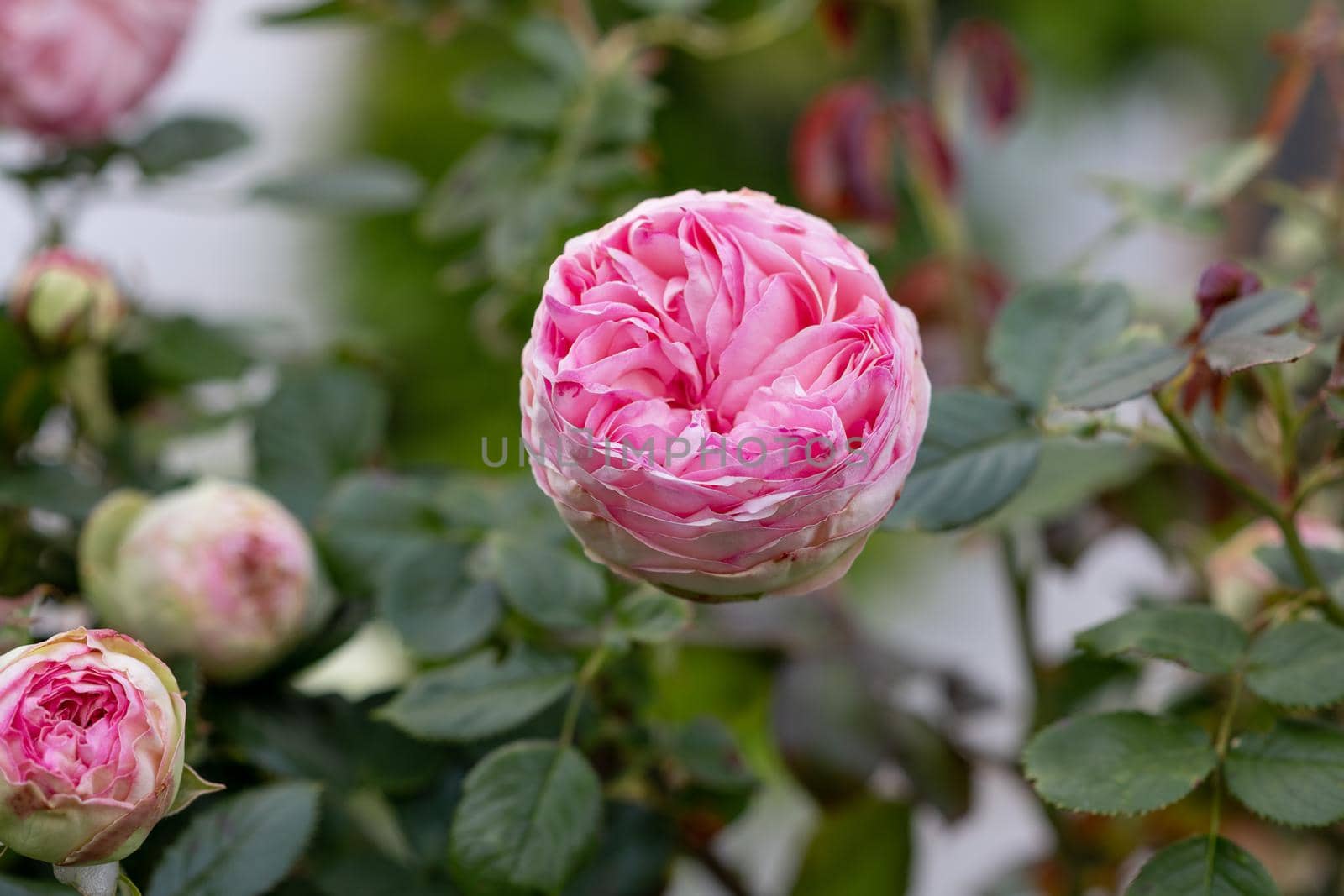 Beautiful english pink rose of David Austin