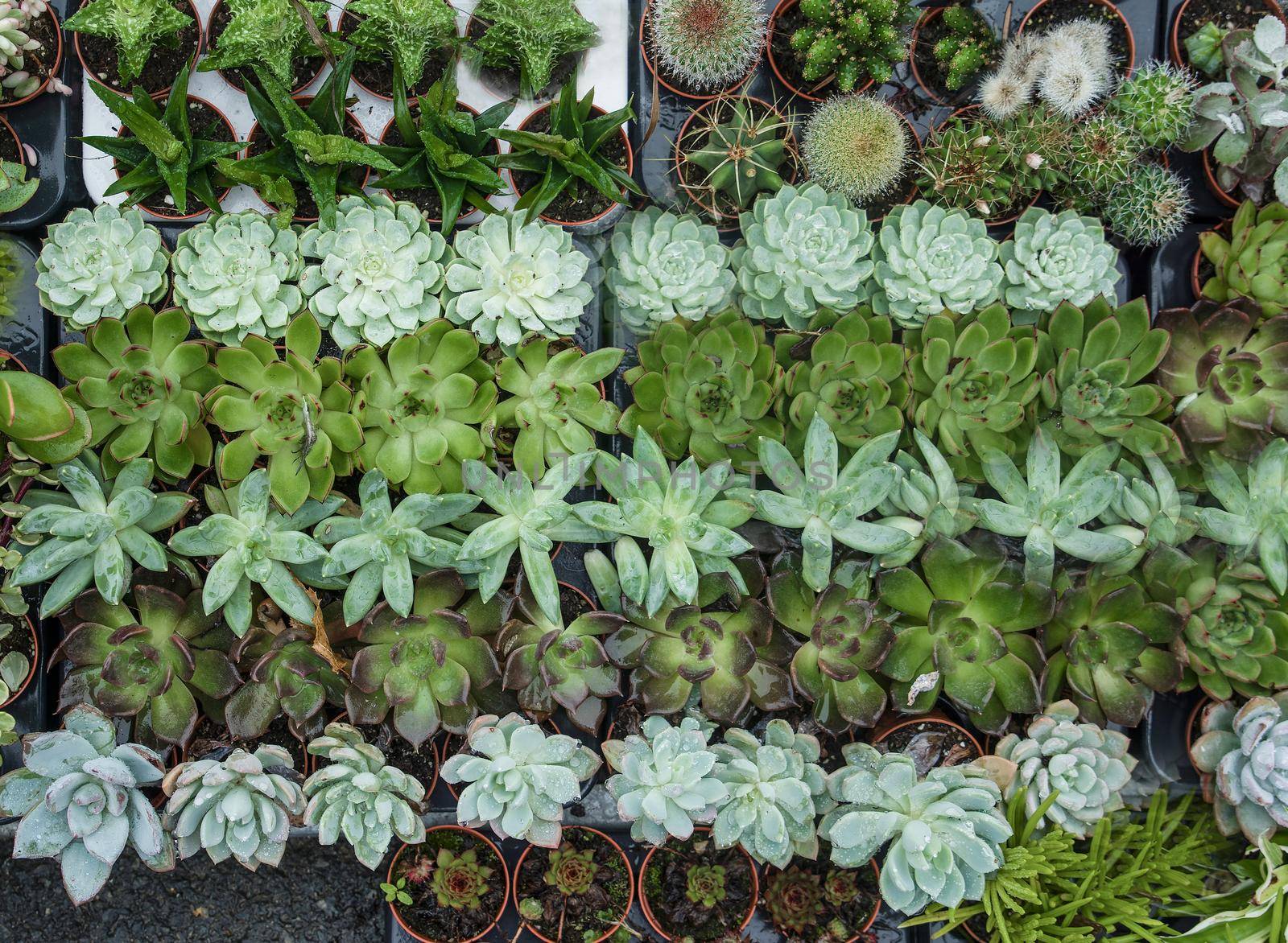 A variety of cacti and crassulas
